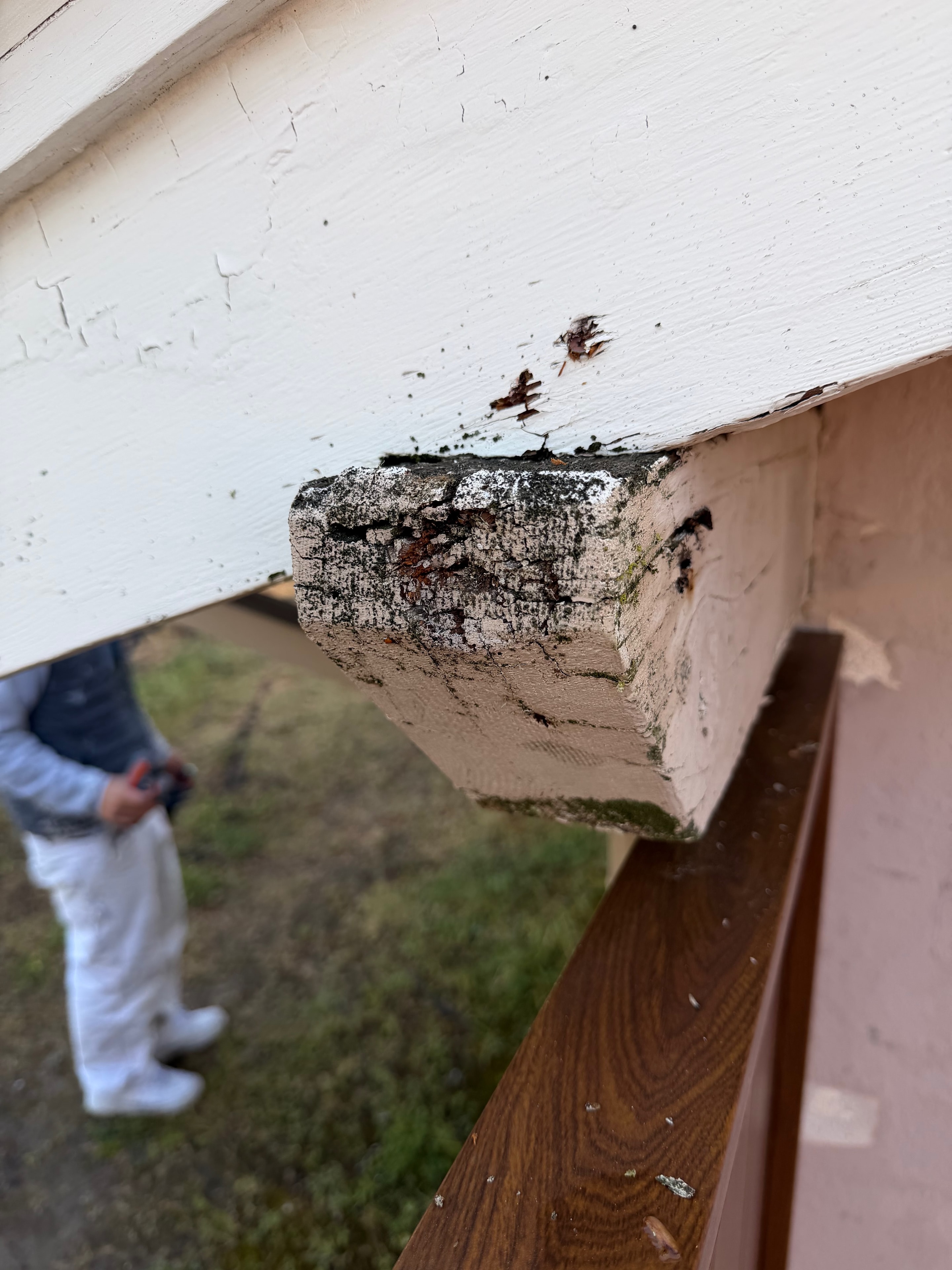 Dry Rot Repair — Lamorinda